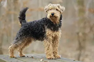 Welscher Terrier
