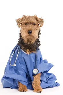 Welscher Terrier