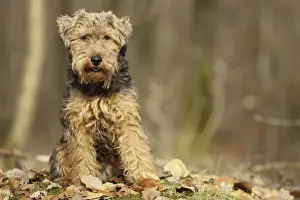 Welschterrier