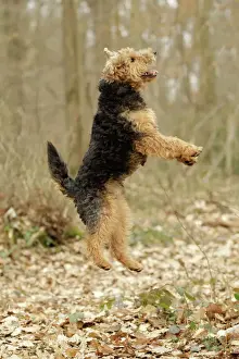 Waliser Terrier