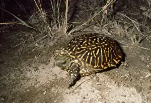Wildlife Prints Drucke: Western Box Turtle
