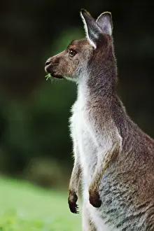Australasian Wildlife Photos Drucke: Western Grey Kangaroo