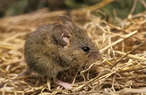 Personal Use Only Artwork Drucke: Western Harvest Mouse