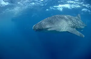 Underwater Fish Images Drucke: Whale Shark