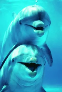 Drucke von Bottlenose-Delfin - zwei, gegenüberliegend, einer auf dem anderen tursiops truncatus Verteilung: Weltweit außer Polarregionen Delfin STA 13 Zwei, gegeneinandergesetzt Schlafzimmer Drucke: Delfinbüchsenwal (Staatsart 13)