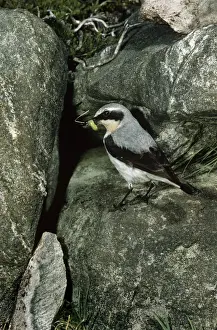 Oenanthe Oenanthe Species Drucke: Wheatear