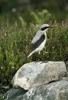 Wildlife Birds Photography Drucke: Wheatear - female