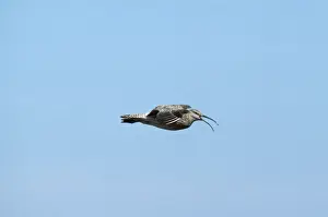 Bird Photography Prints Drucke: Whimbrel - in flight