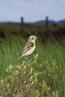 Bird Photography Prints Drucke: Whinchat