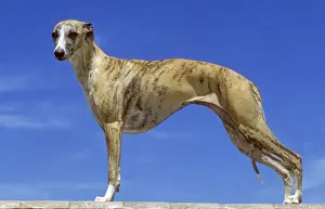 Whippet Breed Drucke: Whipet