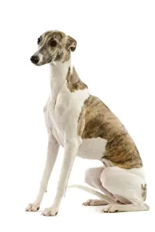 Whippet