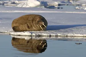 Odobenus Rosmarus Species Drucke: Whiskered / Atlantic Walrus