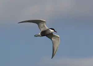 Bob Gibbons Photographer Drucke: Whiskered Tern, in flight over lake