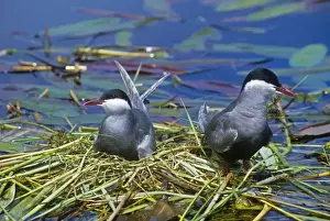 Sea Bird Photography Drucke: Whiskered Terns