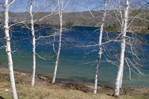 White Birch Tree Drucke: White Birch Tree - growing in forest situation in springtime. Massachusetts, USA