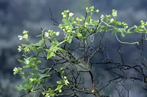 Climbing Plant Photos Drucke: White Bryony