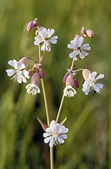 Close Up White Flowers Drucke: White Campion