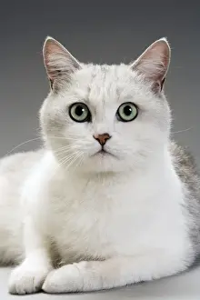 Personal Use Cat Pictures Drucke: White Cat