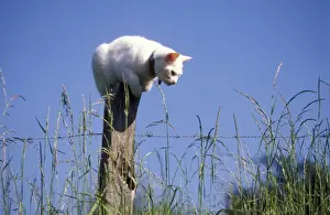 Johan De Meester Art Drucke: White Cat perched on post watching for mice
