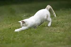 Animal Lover Gifts Online Drucke: White Cat - pouncing