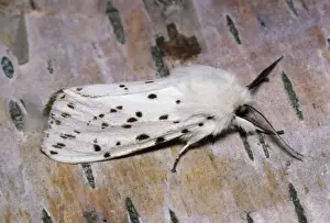 European Insect Wildlife Drucke: White Ermine Moth