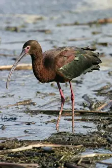 Jim Zipp Wildlife Photography Drucke: White-faced Ibis
