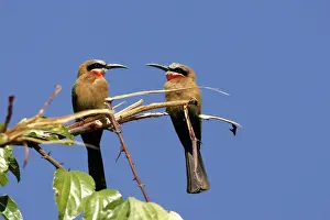 African Wildlife Photography Prints Drucke: White-fronted Bee-Eater - two on branch
