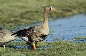 Bird Photography Prints For Sale Drucke: White-fronted Goose