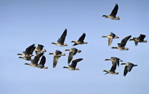 Chris Knights Photography Drucke: White-fronted Goose - flock in flight