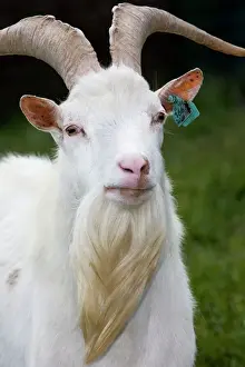 Johan De Meester Artwork Drucke: White Goat