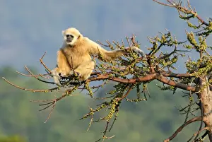 Weißhandgibbon - Thailand