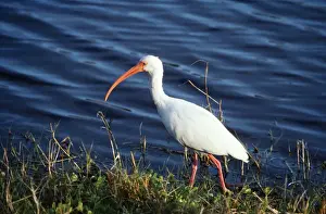 Francois Gohier Photography Drucke: White Ibis - at waters edge