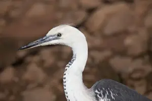 Australasian Wildlife Photos Drucke: White-necked Heron