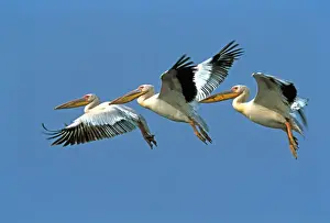Personal Use Bird Artwork Drucke: White Pelican - three in flight