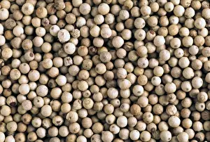 Edible Plants Drucke: White Peppercorns
