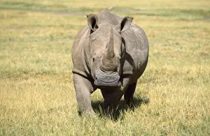 Weißer Rhinoceros
