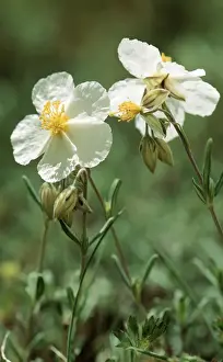 Bob Gibbons Photography Drucke: White Rock-rose
