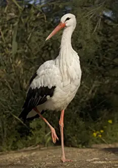 Nature Wall Art Prints Drucke: White Stork - Walking