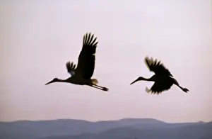 White Storks Flying Drucke: White Storks In flight