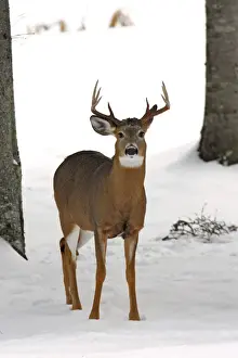 Limited Edition Wildlife Prints Drucke: White-tailed Deer