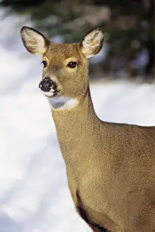 Tom And Pat Leeson Artwork Drucke: White-tailed Deer - doe. MD2011