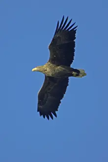 Lower Saxony Birds Drucke: White-Tailed Eagle - In flight Lower Saxony, Germany