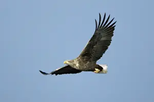 German Birds In Flight Drucke: White-Tailed Eagle - In flight Lower Saxony, Gremany