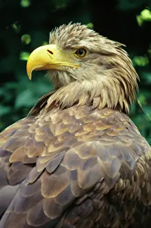 Haliaeetus Albicilla Drucke: White-tailed Sea Eagle