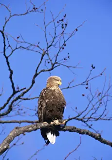 Weißschulterseeschwalbe - Im Baum gesetzt, Japan bis OstEuropa JPF39938
