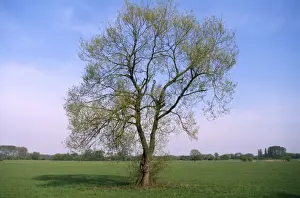 White Willow Tree Drucke: White Willow