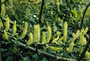 White Willow Tree Drucke: White Willow - in flower