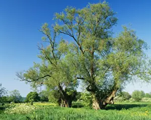 Tree Landscape Photography Drucke: White Willow Tree ROG 10195 Ancient Pollarded Willows