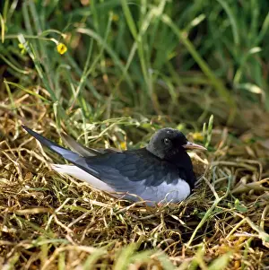 Sea Bird Photography Drucke: White-winged Black Tern