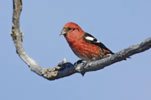 Personal Use Bird Prints Only Drucke: White-winged Crossbill